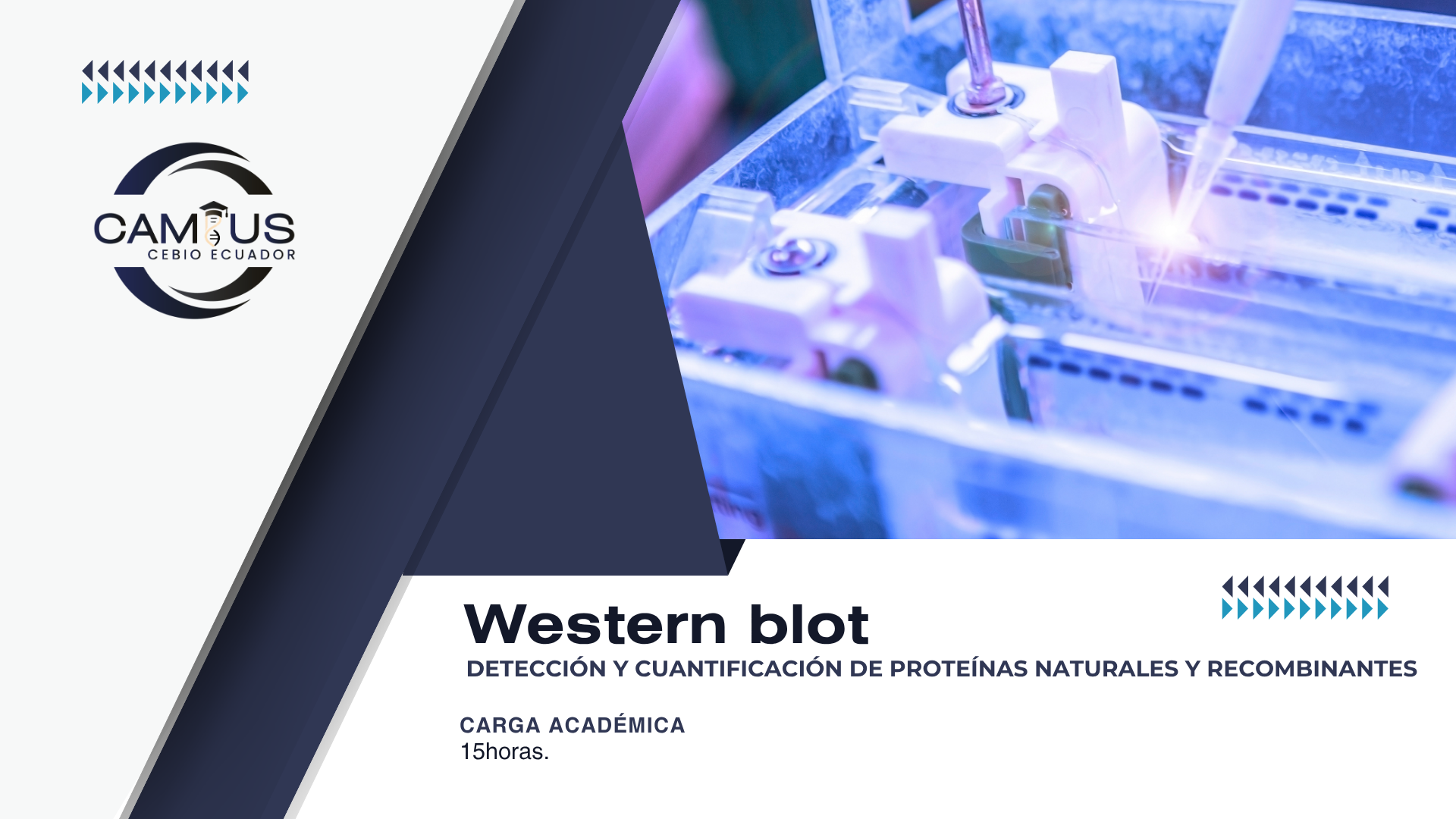Western Blot: Detección y cuantificación de proteínas naturales y recombinantes