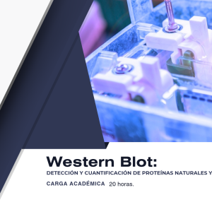 Western Blot: Detección y cuantificación de proteínas naturales y recombinantes